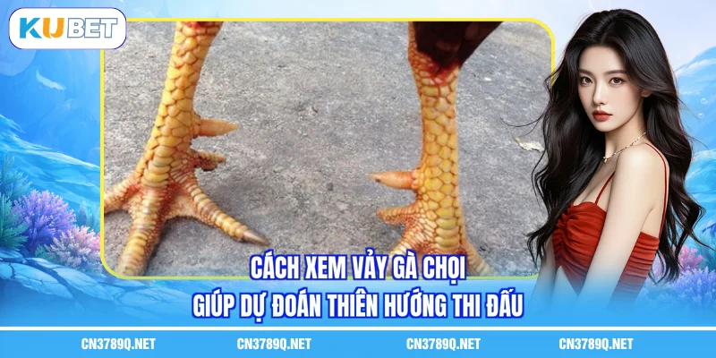 Cách xem vảy gà chọi giúp dự đoán thiên hướng thi đấu